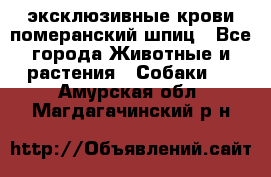 эксклюзивные крови-померанский шпиц - Все города Животные и растения » Собаки   . Амурская обл.,Магдагачинский р-н